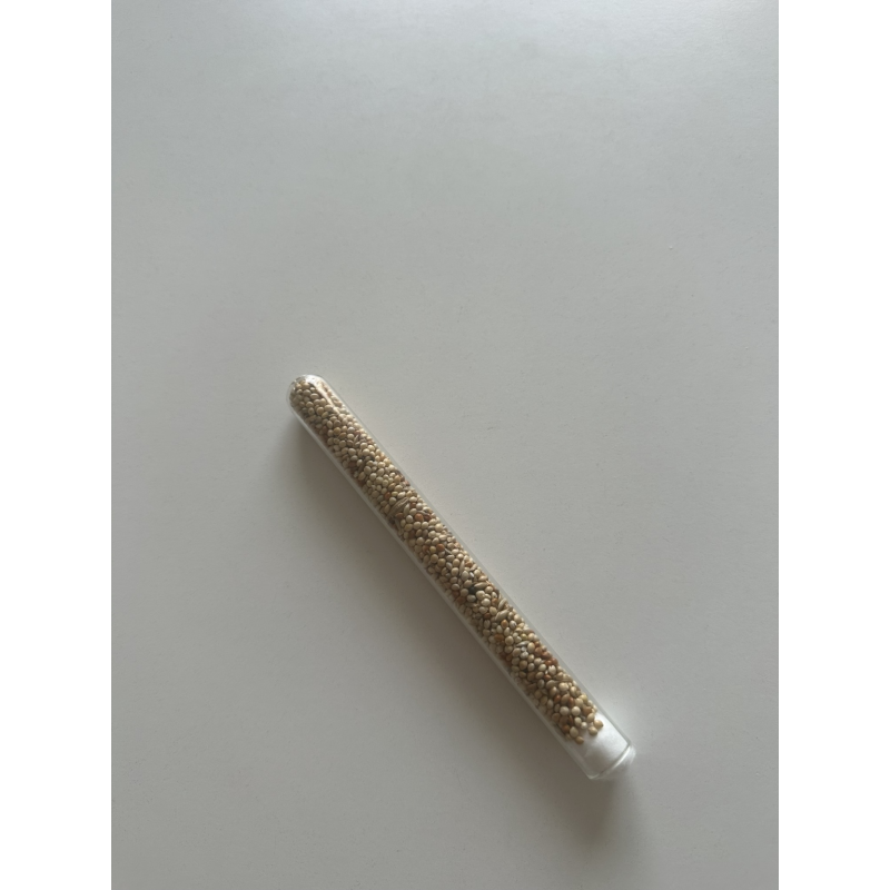 graine pour messor